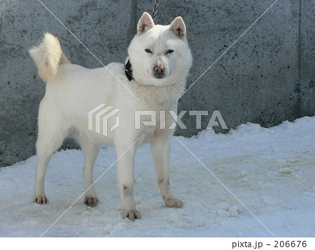 ソフトバンク 北海道犬 アイヌ犬 白色の写真素材