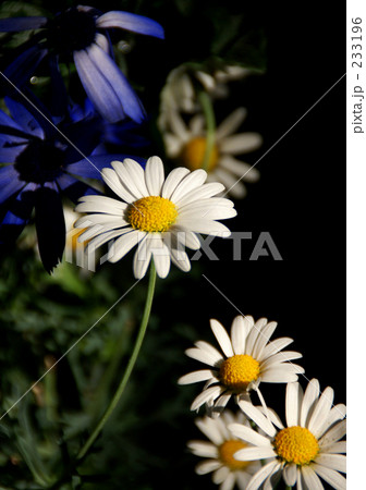 マーガレット 花 おしゃれ ナチュラルの写真素材