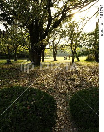 ひかり 懐かしい 植物園 背景の写真素材