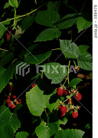 ラズベリー キイチゴ ブラックラズベリー ヨーロッパキイチゴの写真素材