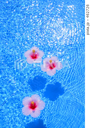 花 ハイビスカス 水 水面の写真素材