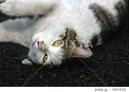 さばねこ 鯖猫の写真素材