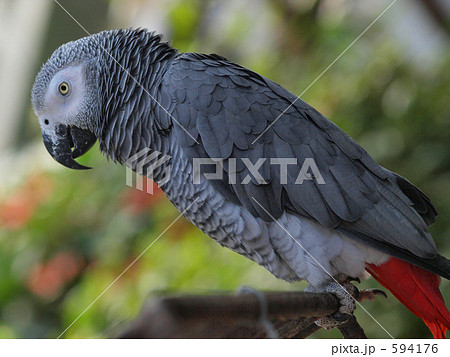 洋鵡 ヨウム インコ 鳥の写真素材 - PIXTA