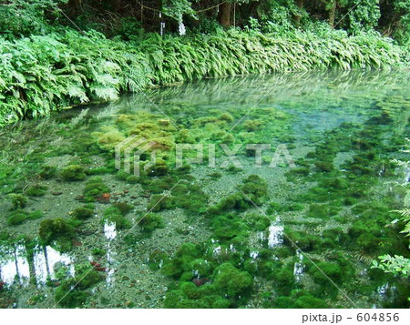 池 清い 透明 熊本の写真素材