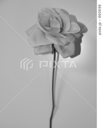 屋内 一輪 白黒 薔薇の写真素材