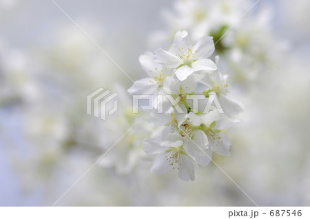 緑萼桜の写真素材