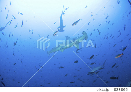 サメ 迫力 Gb022 002 ダーウィン島の写真素材
