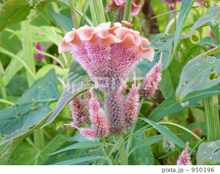 ケイト 花の写真素材