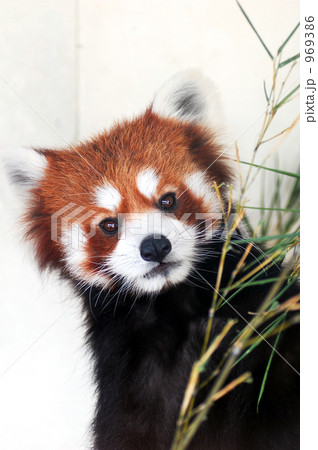 レッサーパンダ 東武動物公園 １匹 笹の写真素材