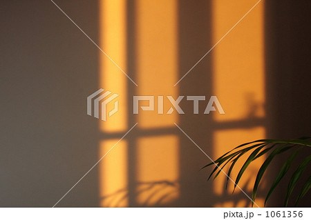 壁 夕日 観葉植物 影の写真素材