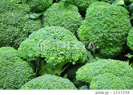 アブラナ科 青果 緑花野菜 芽花野菜の写真素材