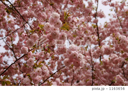 一葉桜の写真素材 - PIXTA