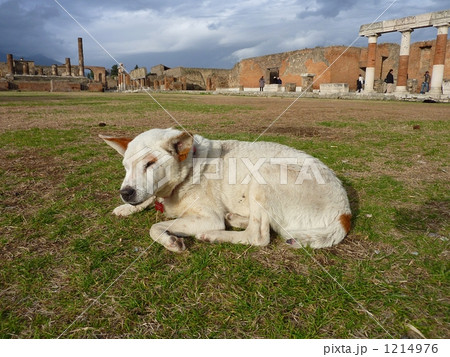 犬 史跡 ポンペイ遺跡 イタリア世界遺産の写真素材