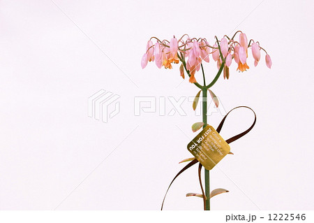 カランコエ リンリン 花の写真素材