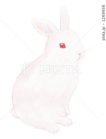 うさぎ 動物 ウサギ リアルのイラスト素材 Pixta