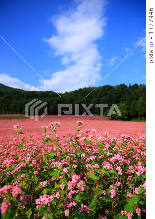 蕎麦の花 蕎麦畑 赤蕎麦の花 ピンク色の蕎麦の花の写真素材 - PIXTA 蕎麦の花 蕎麦畑 赤蕎麦の花 ピンク色の蕎麦の花の写真素材 - PIXTA