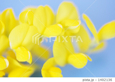 金雀花の写真素材 - PIXTA