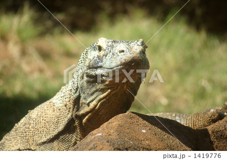 コモドドラゴン オアフ島 ホノルル動物園 ハワイの写真素材