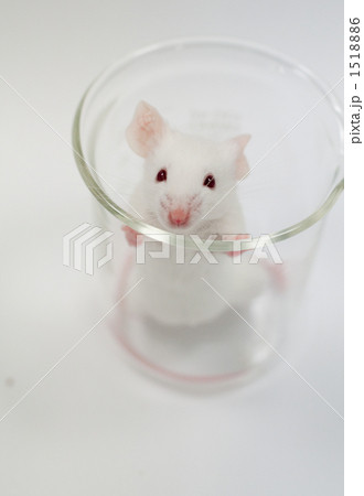 実験用マウス 実験動物 実験 動物の写真素材