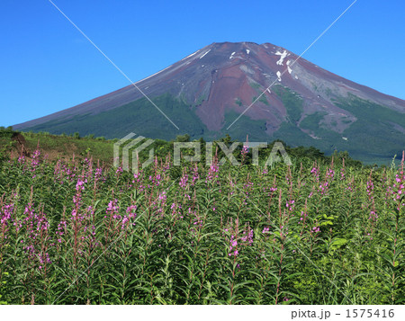 夏富士 ヤナギラン 快晴 盛夏の写真素材 - PIXTA