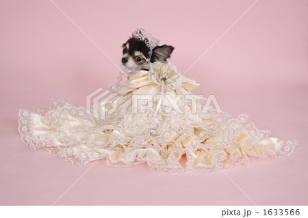 愛犬 小型犬 ウエディングドレス 犬の写真素材 愛犬 小型犬 ウエディングドレス 犬の写真素材