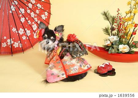動物 犬 チワワ お正月 かわいい 着物の写真素材