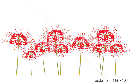 彼岸花 リコリス 秋の花 シンプルの写真素材