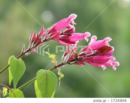ローズリーフセージ 植物 花 近景の写真素材