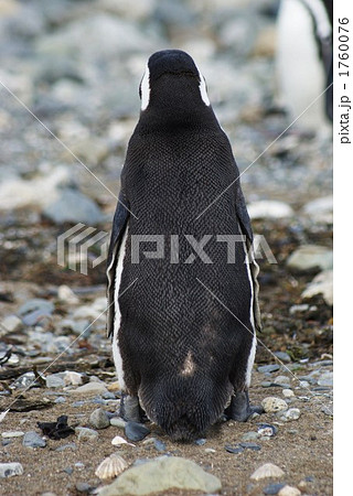 ペンギン 動物 背中 後姿の写真素材