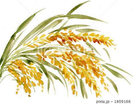 穀物 稲穂 食べ物 食材のイラスト素材