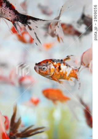 金魚 キンギョ 和金 群れの写真素材