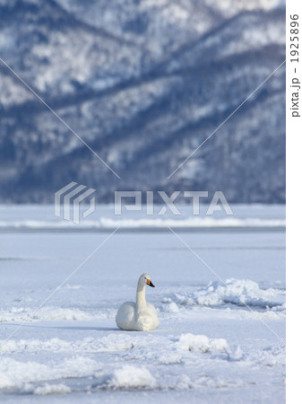 白鳥 正面 遠景 渡り鳥の写真素材