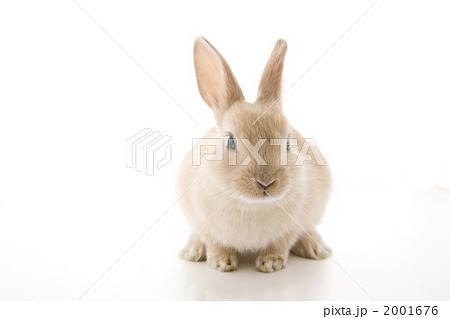 子ウサギの写真素材