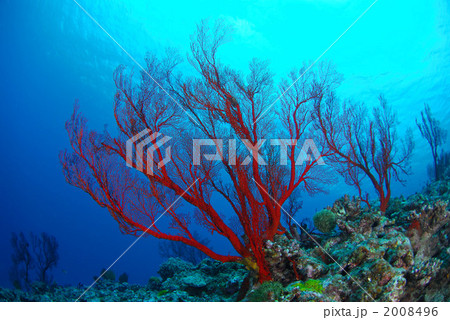 リュウキュウイソバナの写真素材 - PIXTA