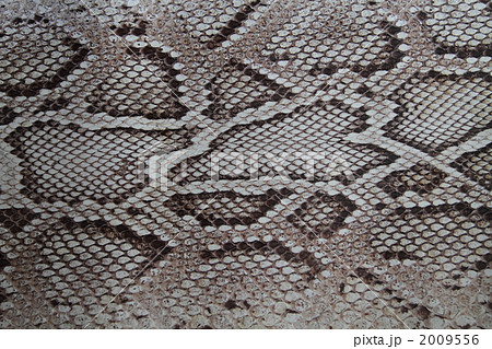 ウロコ テクスチャー テクスチャ 壁紙 爬虫類の写真素材