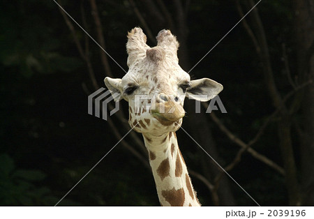 正面 キリン 顔 草食動物の写真素材