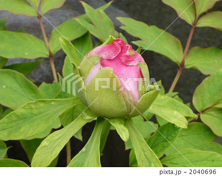 花 ボタン 牡丹 蕾の写真素材