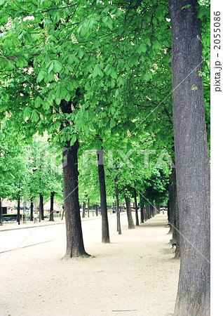 パリのポプラ並木の写真素材