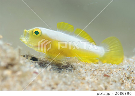 かわいい魚 黄色い魚 珍しい魚 ナカモトイロワケハゼの写真素材