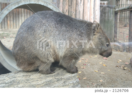 コモンウォンバット 有袋類の写真素材 コモンウォンバット 有袋類の写真素材