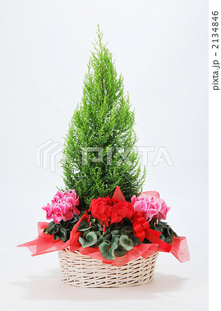 ゴールドクレスト クリスマスツリーの写真素材