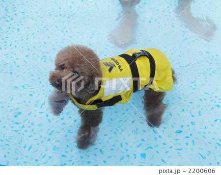 犬 トイプードル プール ライフジャケットの写真素材