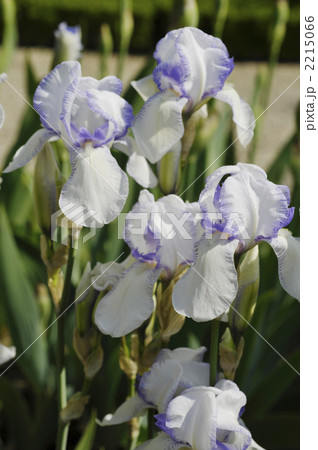 菖蒲 海外 あやめ 菖蒲園の写真素材