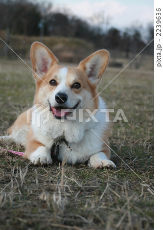 動物 犬 コーギー 伏せの写真素材