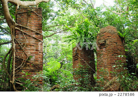 遺跡 森林 ジャングル 蔦 自然 木の写真素材