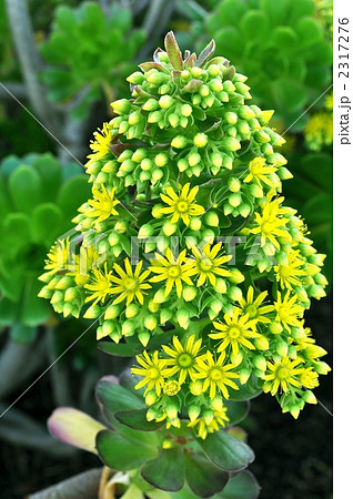 黄色い花 黒法師 アエオニウム 小花の写真素材