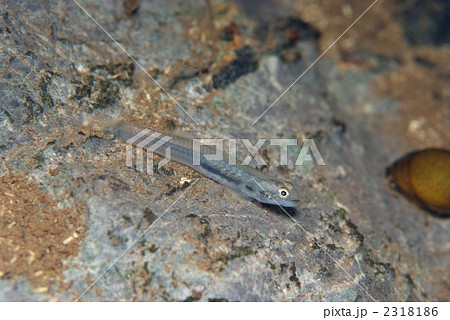 しましま 川魚 レッドデータブック 淡水魚 沖縄の川魚の写真素材 - PIXTA