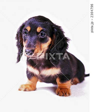 ミニチュアダックス 犬 正面 顔の写真素材
