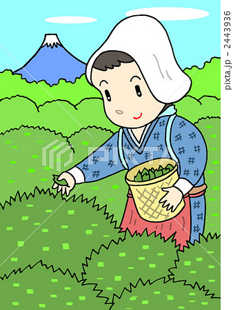 茶摘み娘のイラスト素材