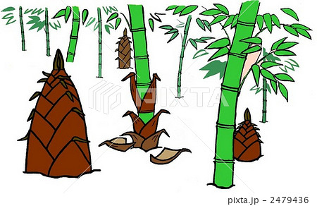 竹林 タケノコ 筍 竹のイラスト素材